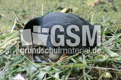 Blässhuhn-4 036.jpg